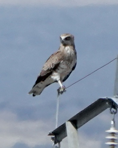 short-toed eagle